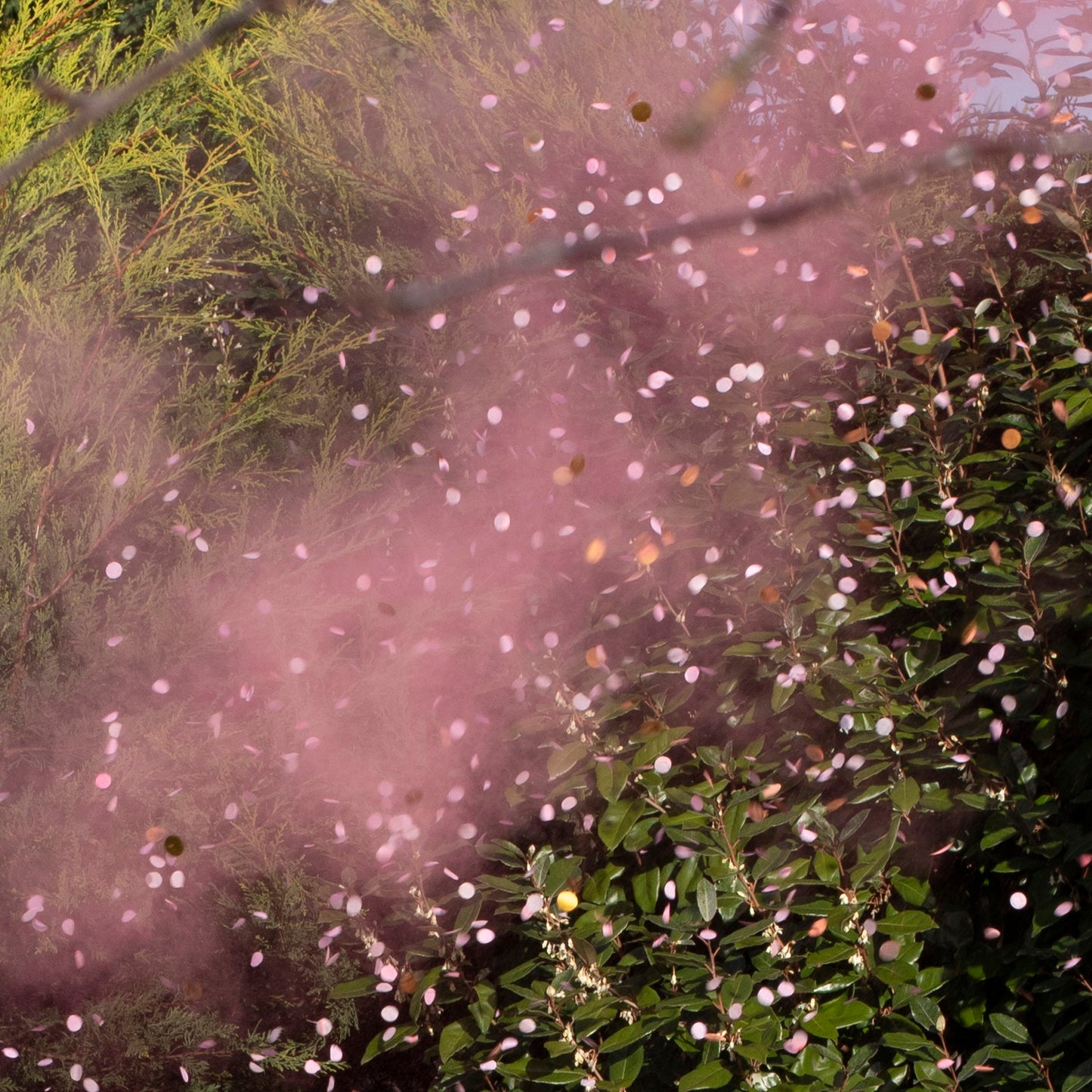 Gender Reveal Smoke Cannon